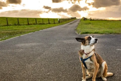Natur und Hund